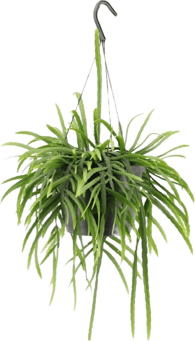 Lepismium Bolivianum hangplant - 25 cm
