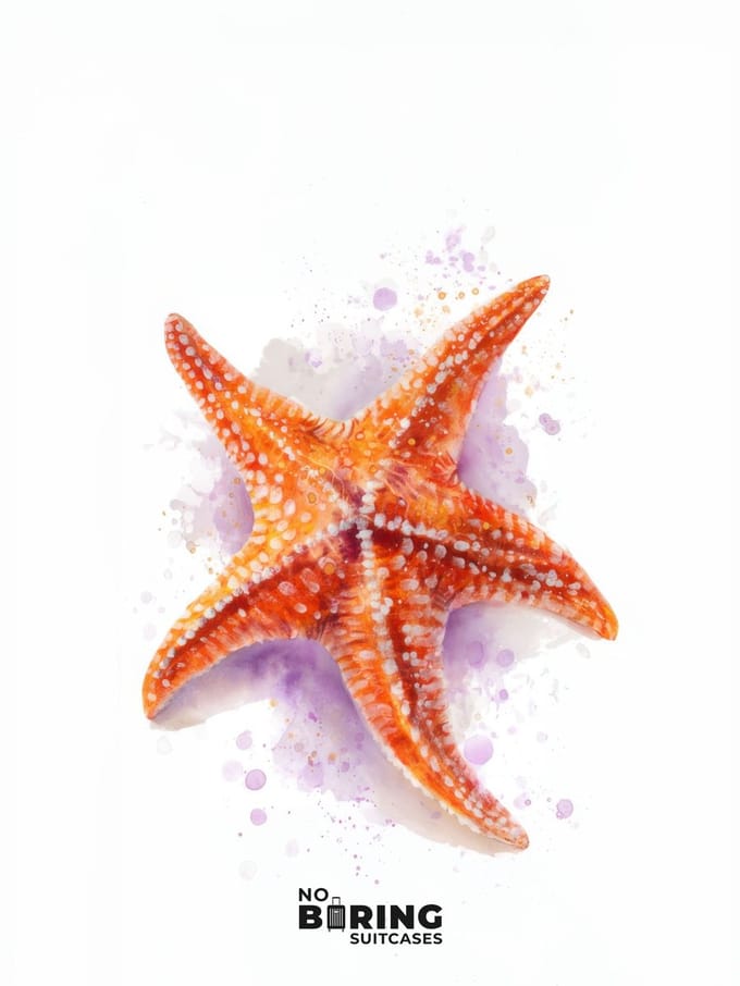 Kinderkoffer blauw - Oranje Zeester Illustratie