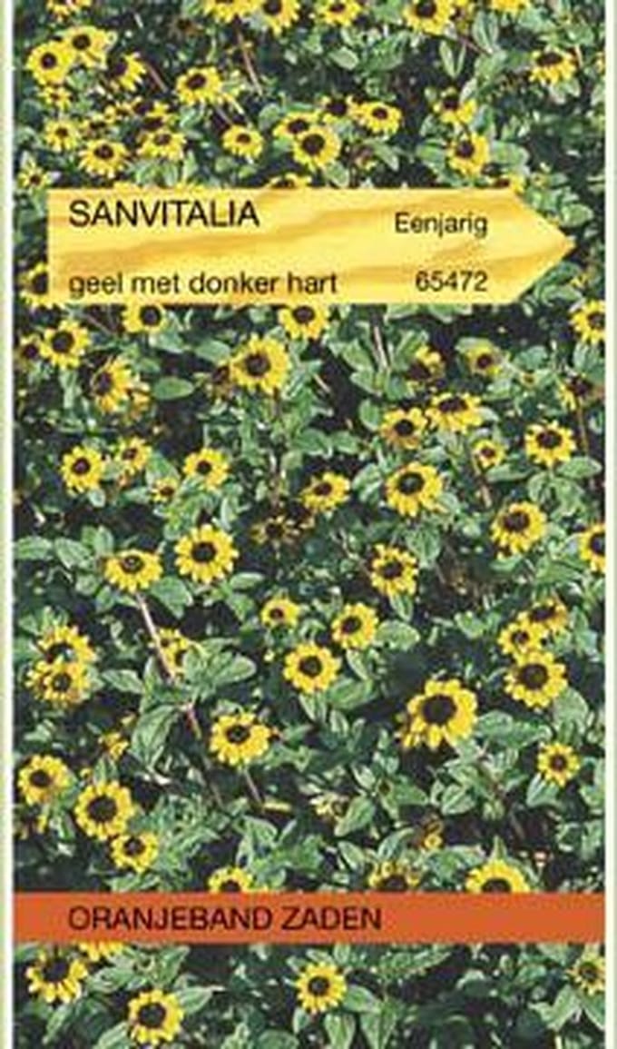 Oranjebandzaden -  Sanvitalia, Dwergzonneroos geel