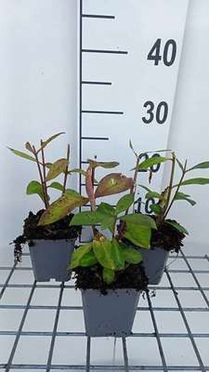 6x Vlambloem - Phlox (p) 'Eva Cullum' | 9x9 cm pot