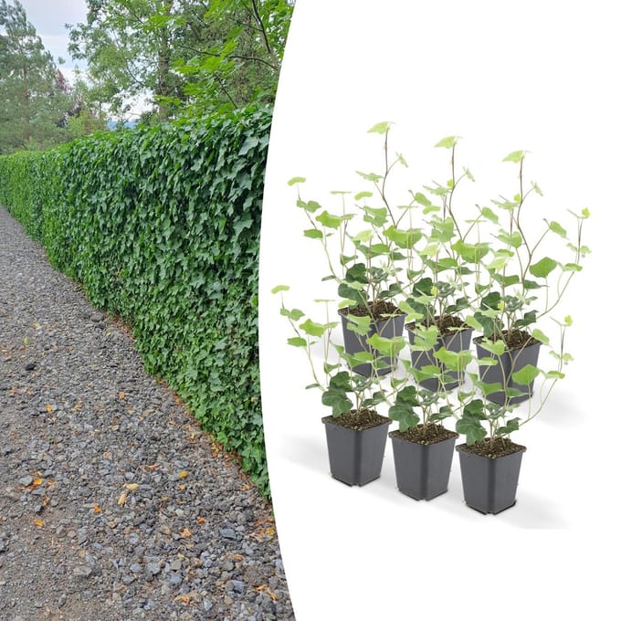 Hedera Hibernica P9 10/25 6x