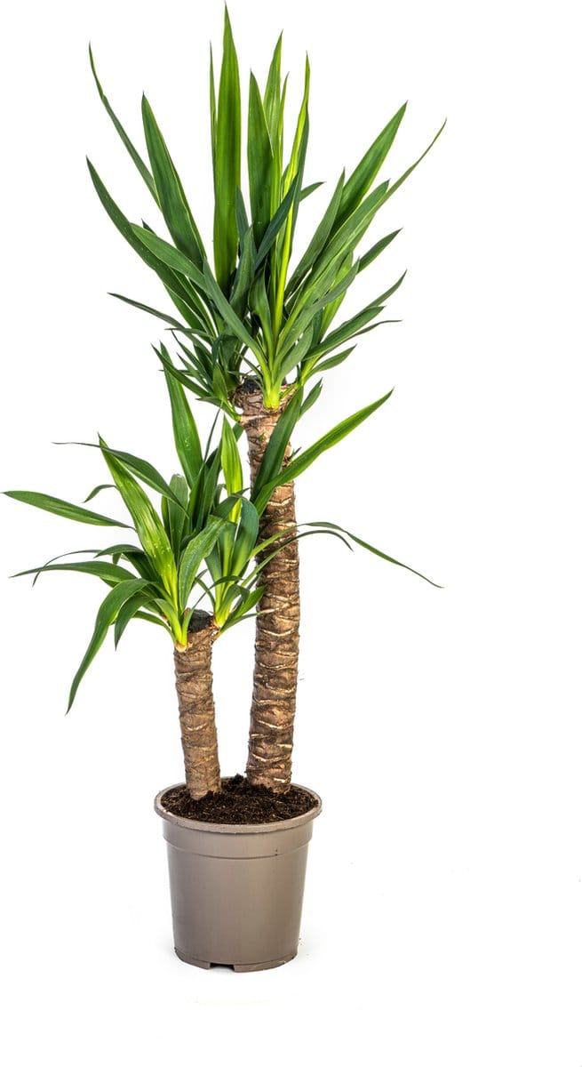 Green Harmony | Yucca Elephantipes Ø19cm - 80cm