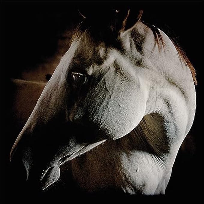 How To Kill A Horse - Brother Dege