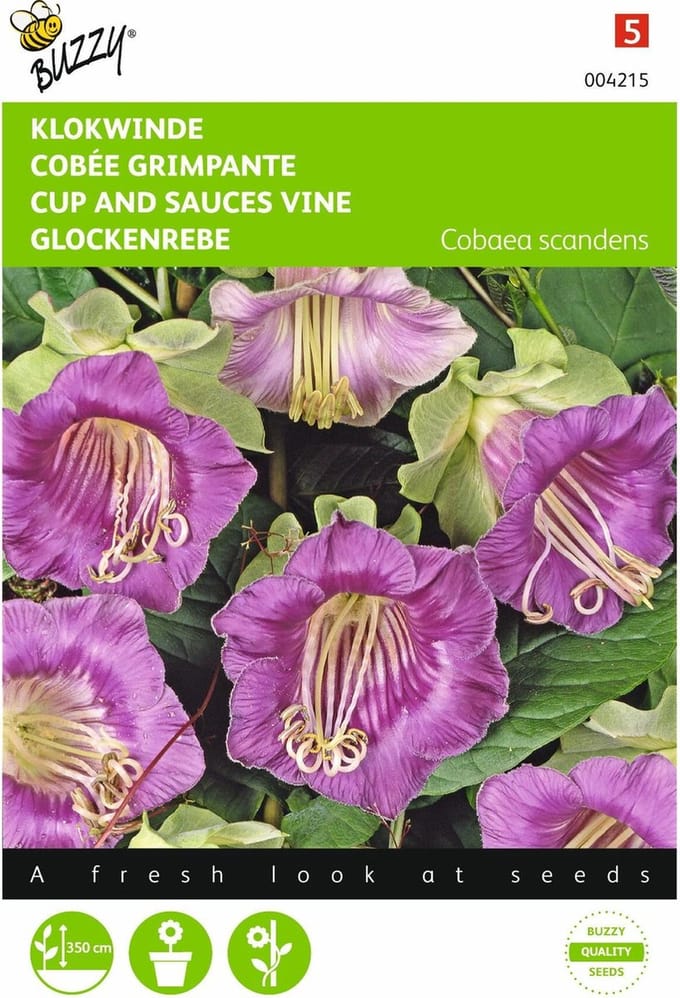 2 stuks Cobaea, Klokwinde Violetblauw