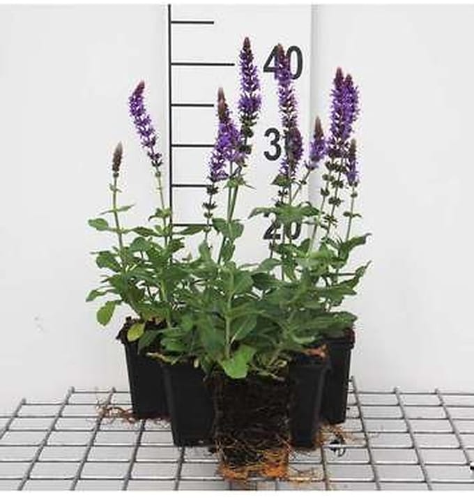 6x Struiksalie - Salvia nem. 'Ostfriesland' | 9x9 cm pot