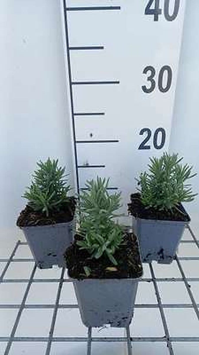6x Lavandel - Lavandula ang. 'Alba' | 9x9 cm pot