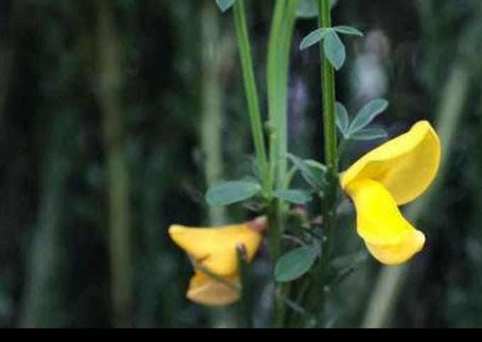 2 x Cytisus (s) 'Vanesse' - Brem, Geitenklaver 40- 60 cm in pot