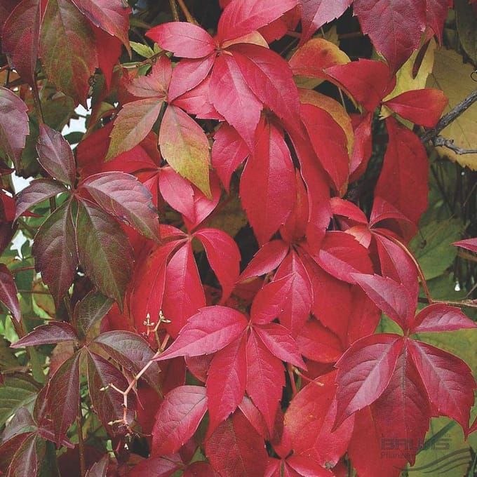 Parthenocissus Quinquefolia - Wilde wingerd 50-60 cm pot