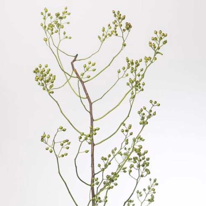 10x Rosa corallo 10cm