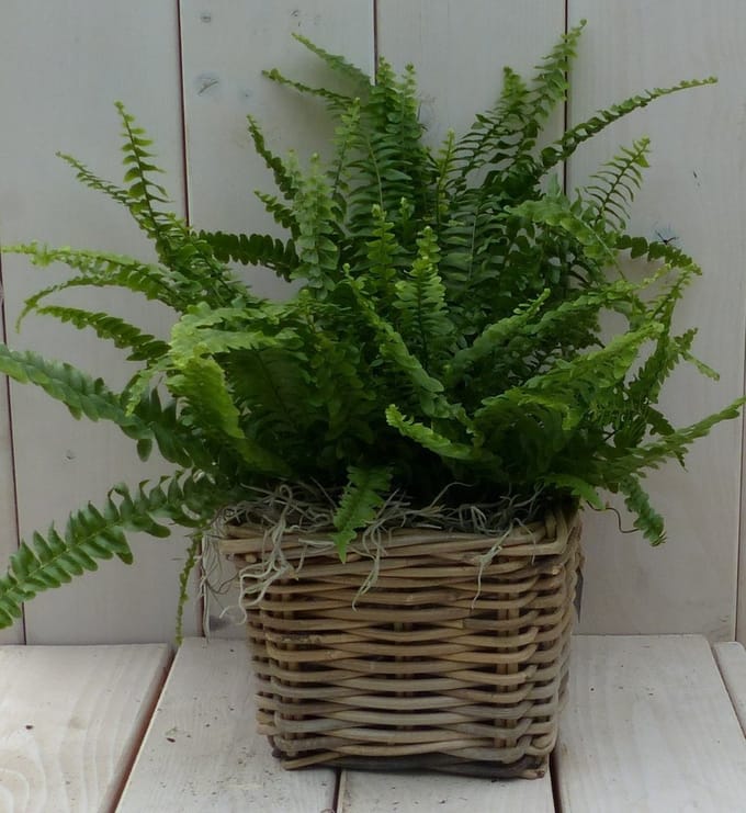 Koningsvaren mandje 30 cm