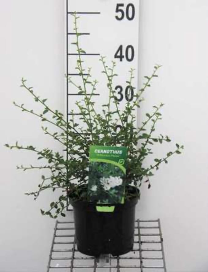 Ceanothus thyrsiflorus 'Millerton Point' - Amerikaanse Sering, Sikkelboom 25 - 30 cm in pot