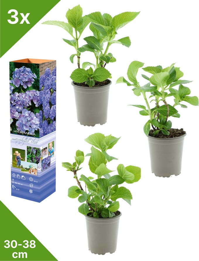 GARDENZO - 3x Hydrangea macrophylla 'Blauw' (Hortensia) - in P9 Pot