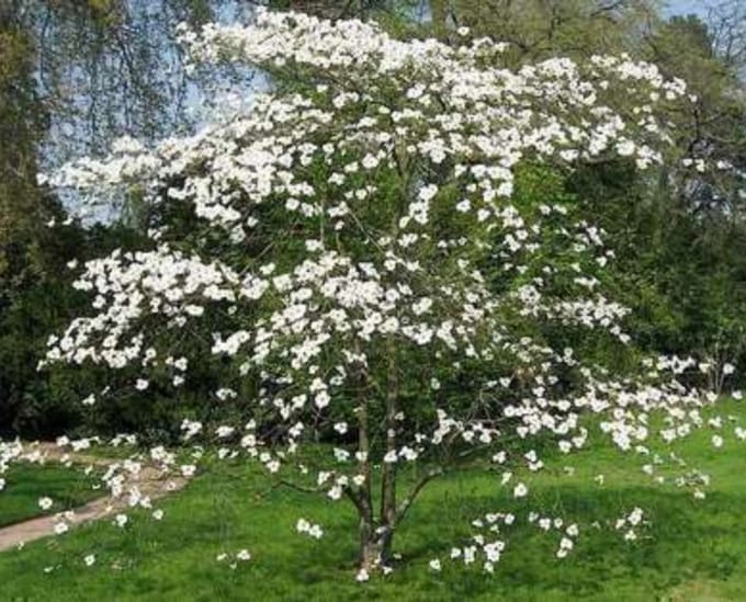 Cornus florida - Amerikaanse Kornoelje 60- 80 cm in pot