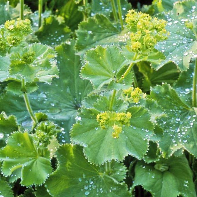 6 x Alchemilla Mollis - Vrouwenmantel pot 9x9cm