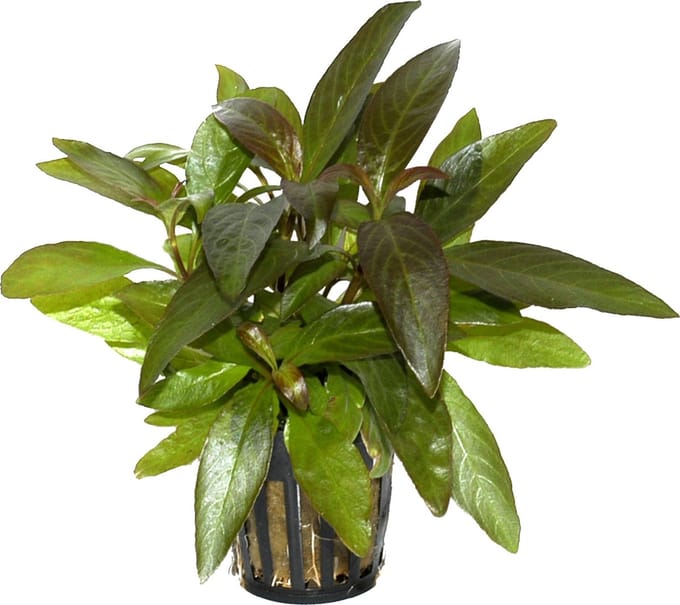 Aquaflora Hygrophila Stricta | in 5 cm pot