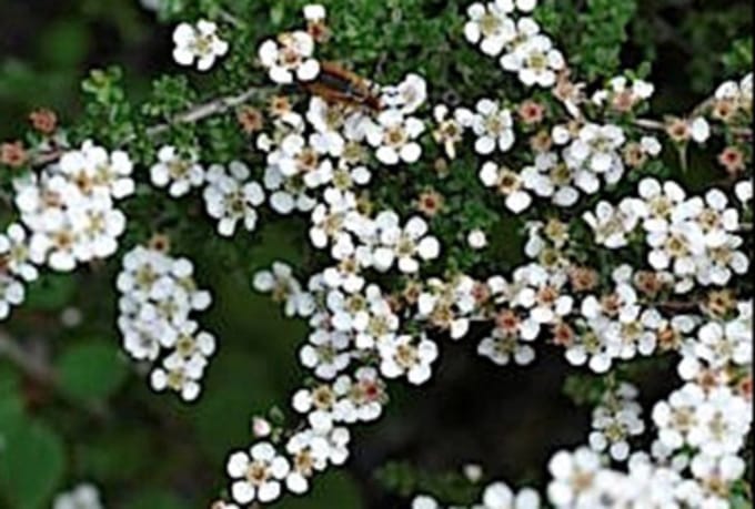 Cotoneaster microphyllus - Kleinbladige Dwergmispel 30 - 40 cm in pot