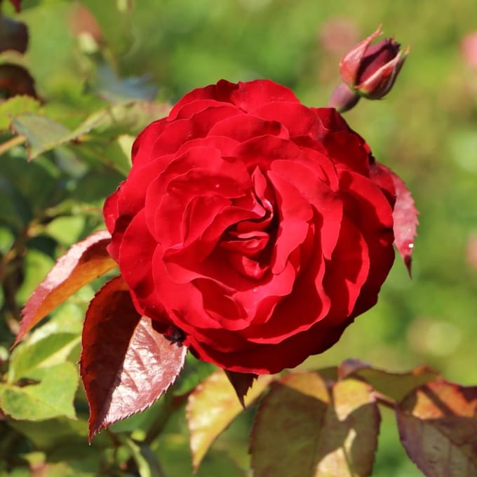 Rosa 'Europeana' - Prachtige rozen voor in uw tuin