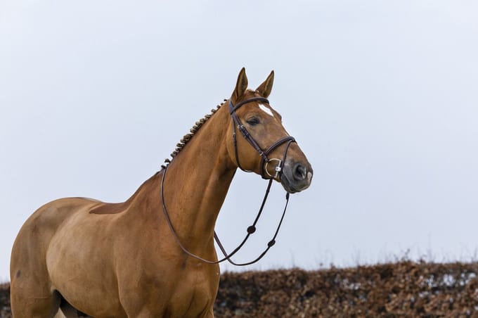 Trust Knokke Combined Noseband Hoofdstel Classic Full Zwart/Zilver