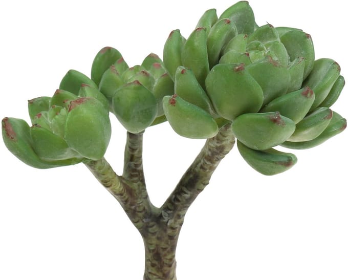 Succulent Echeveria kunstgroen H15cm