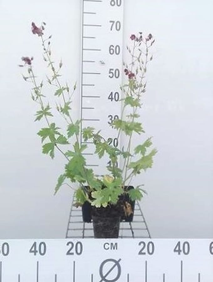 6x Ooievaarsbek - Geranium phaeum | 9x9 cm pot