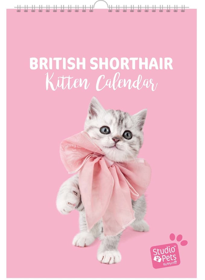 Studio Pets® verjaardag kalender A4 – Britse Korthaar katten maandplanner – kalender