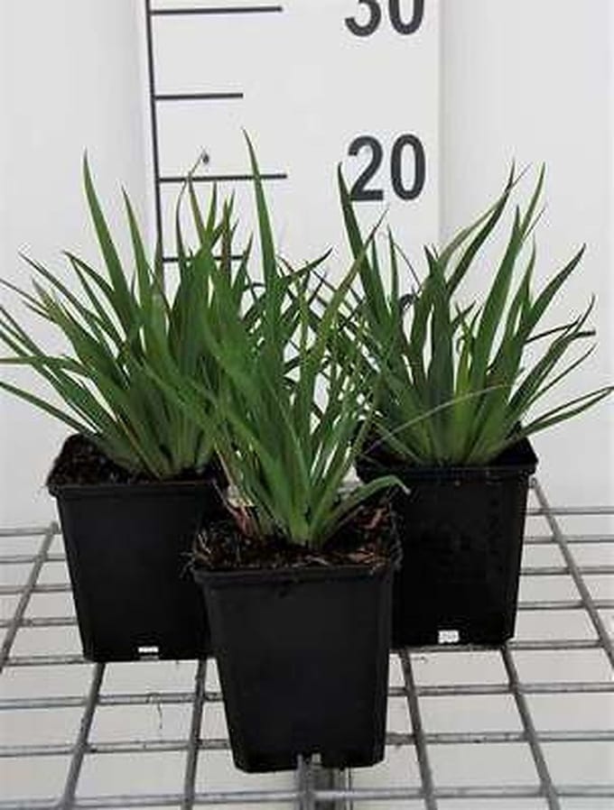 6x Blauwogengras - Sisyrinchium angustifolium | 9x9 cm pot