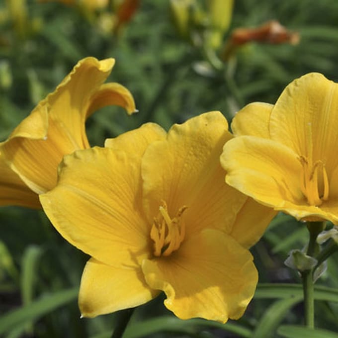 6x Daglelie - Hemerocallis hybr. 'Stella d' Oro' | 9x9 cm pot
