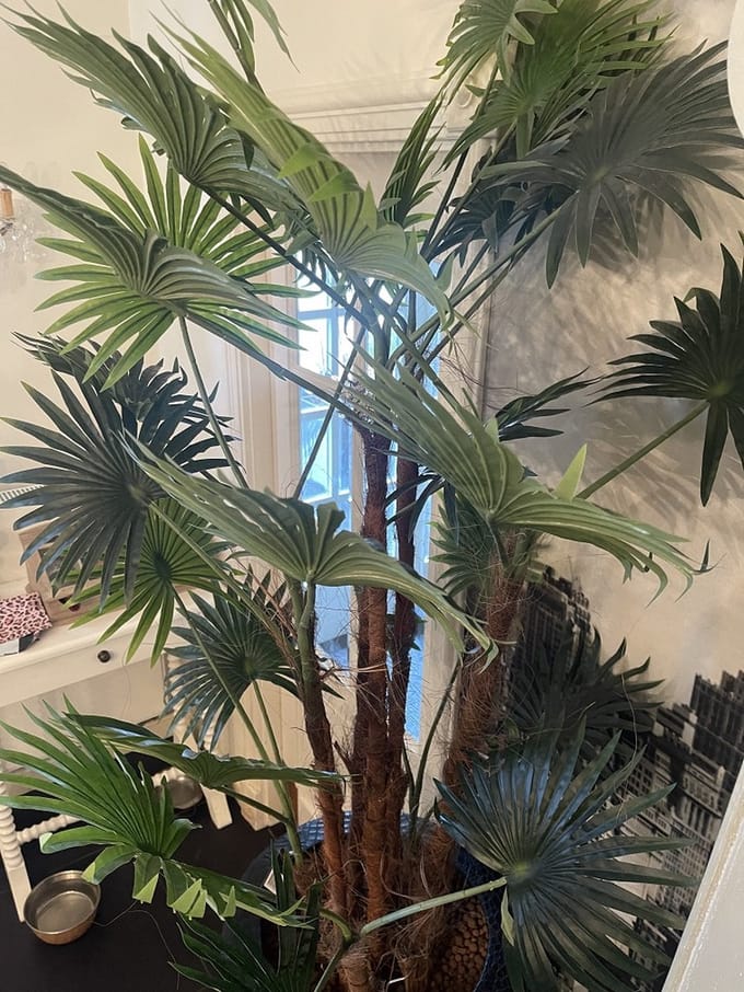 PTMD Tree chinese groene palmboom zwarte plastic pot