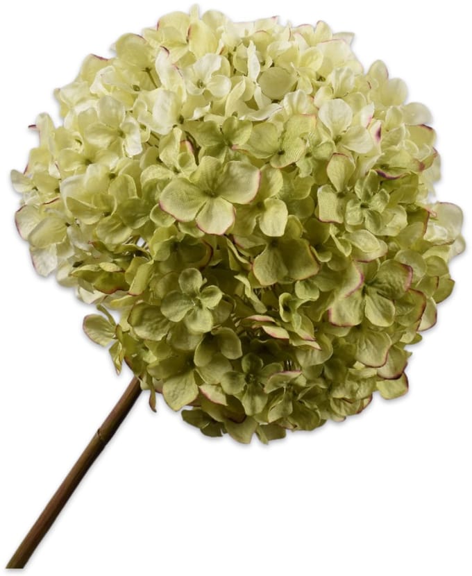 Hortensia tak groen/roze 79 cm