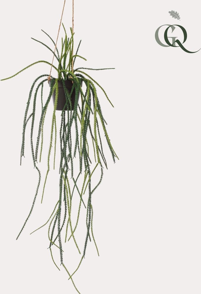 Kunstplant - Rhypsalis - Koraalcactus - 85 cm