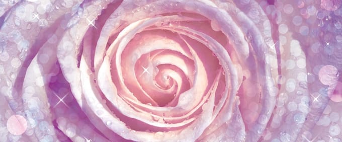 Flowers Rose Nature Photo Wallcovering
