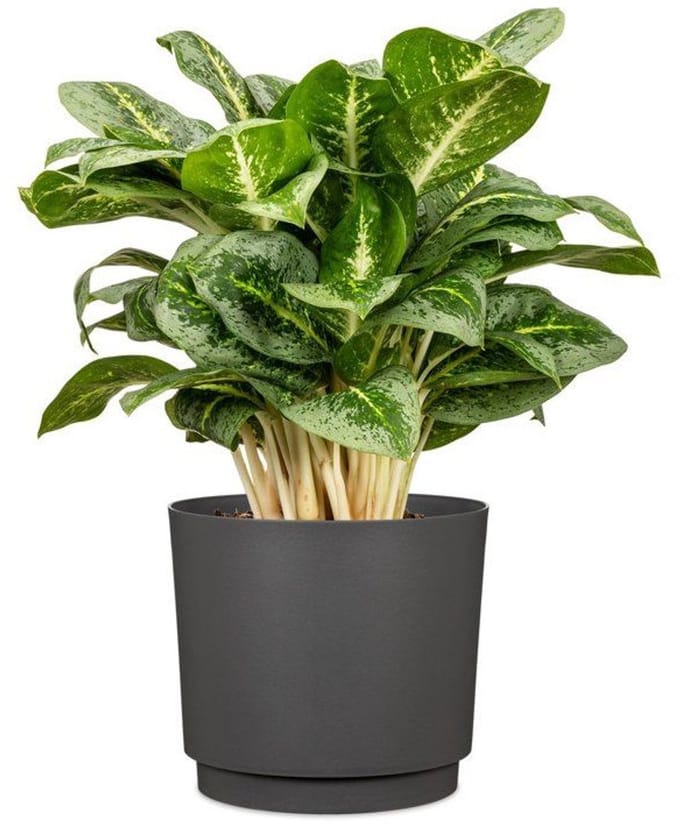 GARDEN ID – PLANO – Cache-pot rond – 25 cm – 7 L