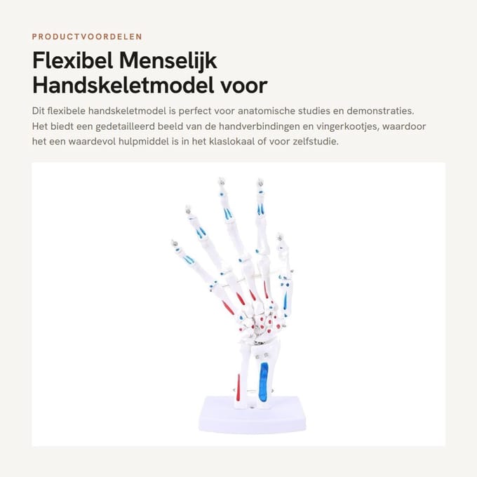 Dailygoods- Handskeletmodel 1:1 - Flexibel - Anatomie Model - PVC - Draagbaar - Gedetailleerde Visualisatie - Anatomisch Model