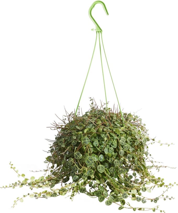 PLNTS - Peperomia Prostrata - Kamerplant - Kweekpot 14 cm - Hoogte 20 cm