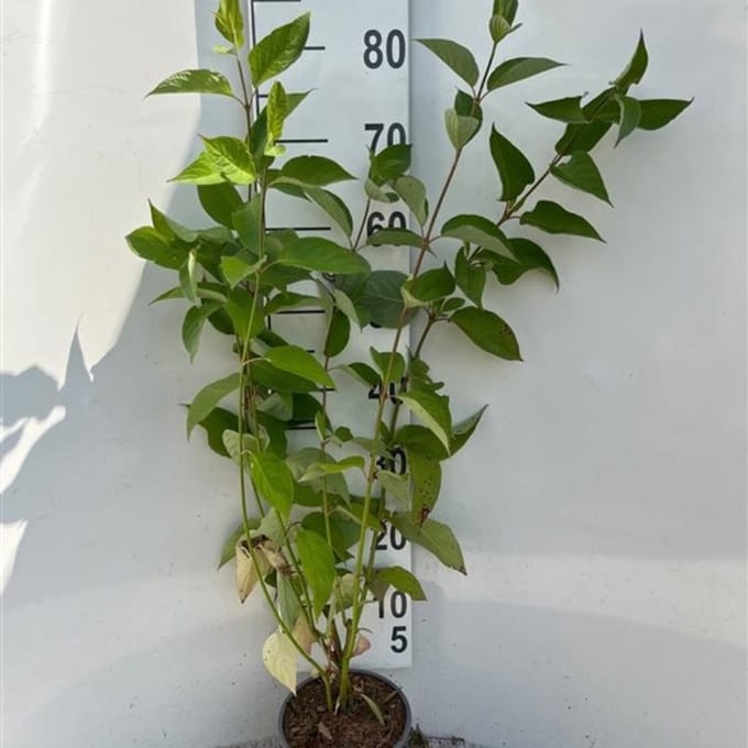 Plants Online BV - Planten - Tuinplanten - Heesters - Set van 1 - Cornus alba