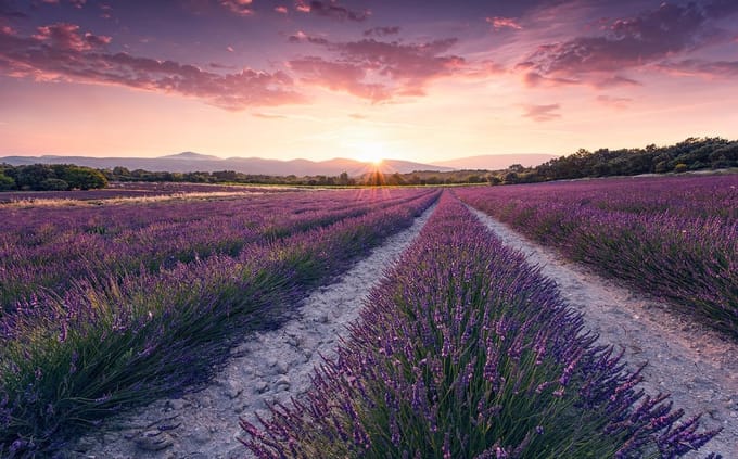 Fotobehang Lavender Dream - Meerkleurig - 2,80m X 450cm
