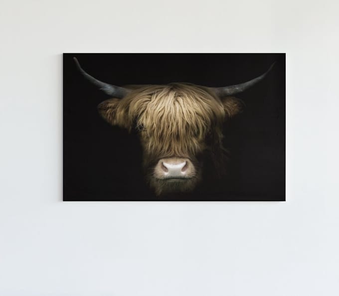 Canvas Schilderij - Hoogland Koe - Wanddecoratie - 90x60x2 cm