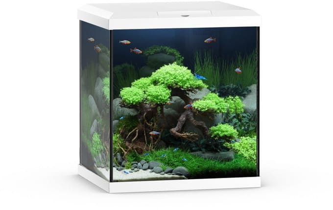 Juwel Aquarium Vio Cube 54 41x36x47 cm - Aquaria - Wit Ca. 54 L