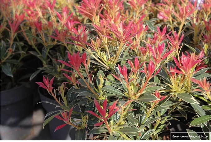 2x PIERIS HYBR. 'FLAMING SILVER' 20- 30 C2 - ROTSHEIDE - LAVENDELHEIDE