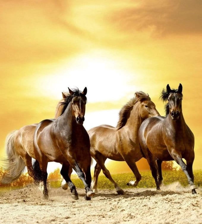 Fotobehang - Horses in Sunset 225x250cm - Vliesbehang
