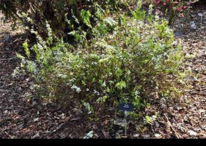 Spiraea thunbergii - Spierstruik 60- 80 cm in pot