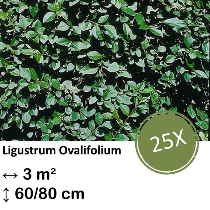 Green Harmony| Ligustrum Ovalifolium - Kale wortel