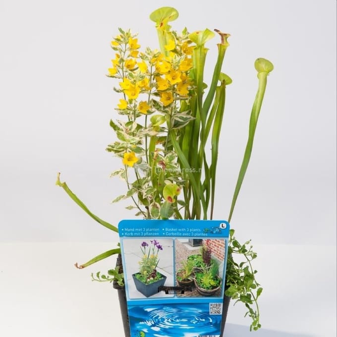 Moerings Mix Waterplanten | In 18CM Mand
