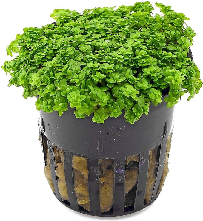 Moerings Hemianthus Callitrichoides | Dwergparelkruid | in 5 cm pot