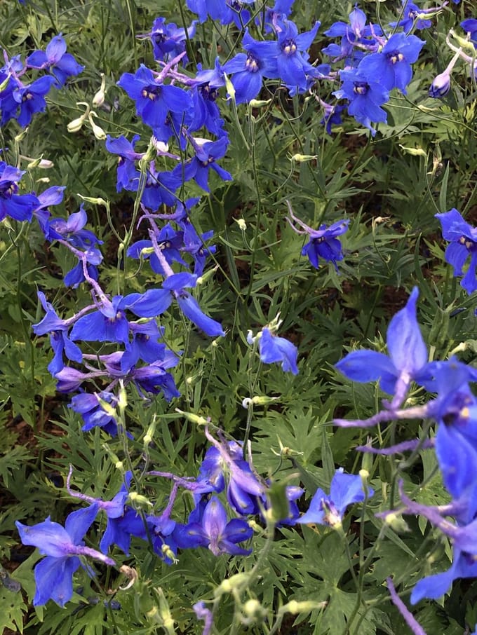 6x Ridderspoor - Delphinium (b) 'Völkerfrieden' | 9x9 cm pot