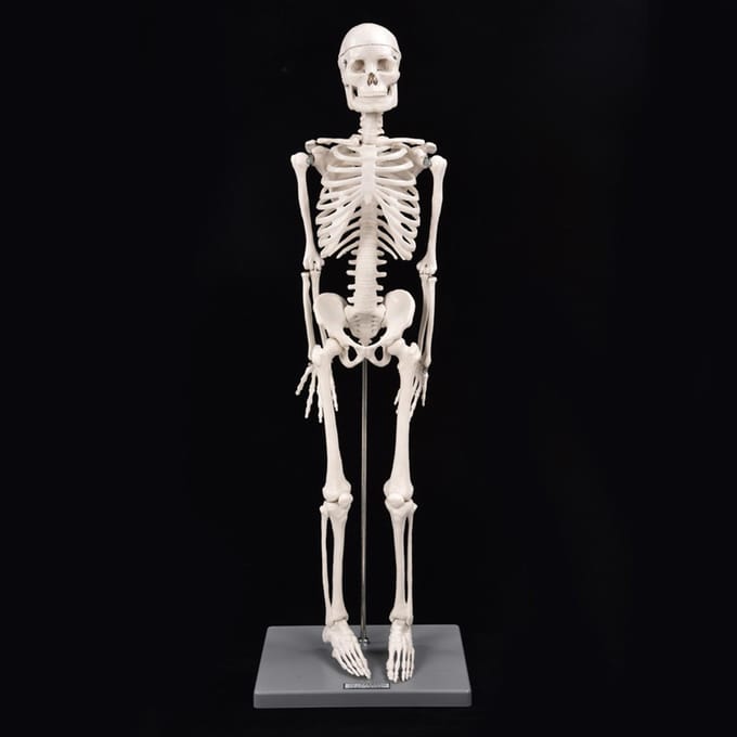85cm Menselijk Skelet Model met Standaard Biologisch Experimenteergereedschap voor Anatomisch Onderwijsgebruik white