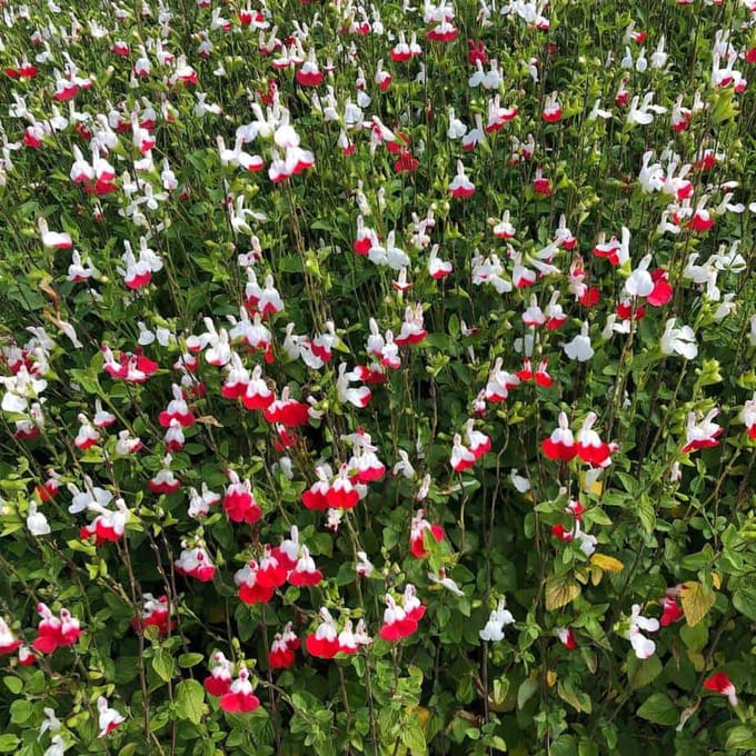 Salvia micr. Hot Lips - Set van 4 - Pot 2 liter - Rood Witte Bloem