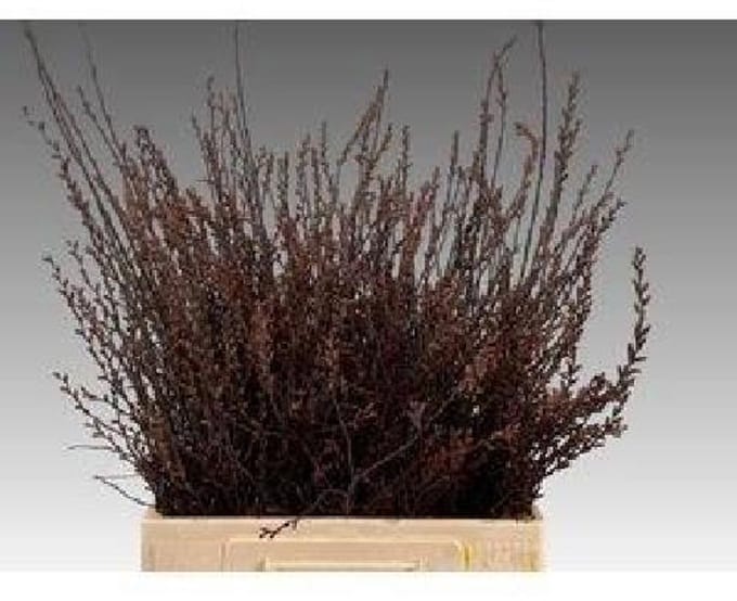 25x Tk myrica 60cm