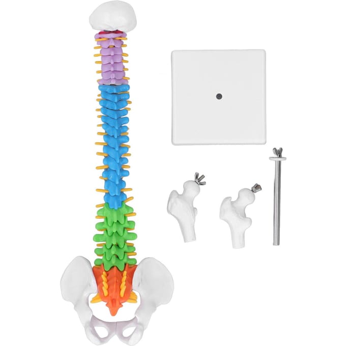 Wervelkolommodel PVC 45cm Kleurgecodeerd Miniatuur met Dijbeen Set Kit voor Leren Onderwijzen white