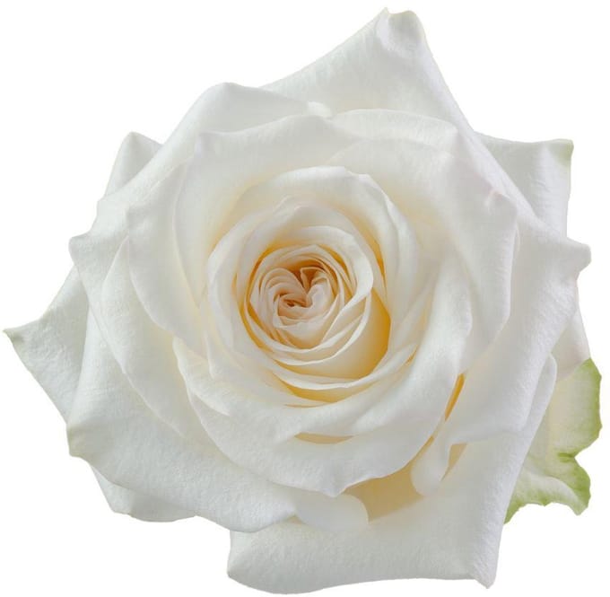 10x Rosa candlelight 50cm